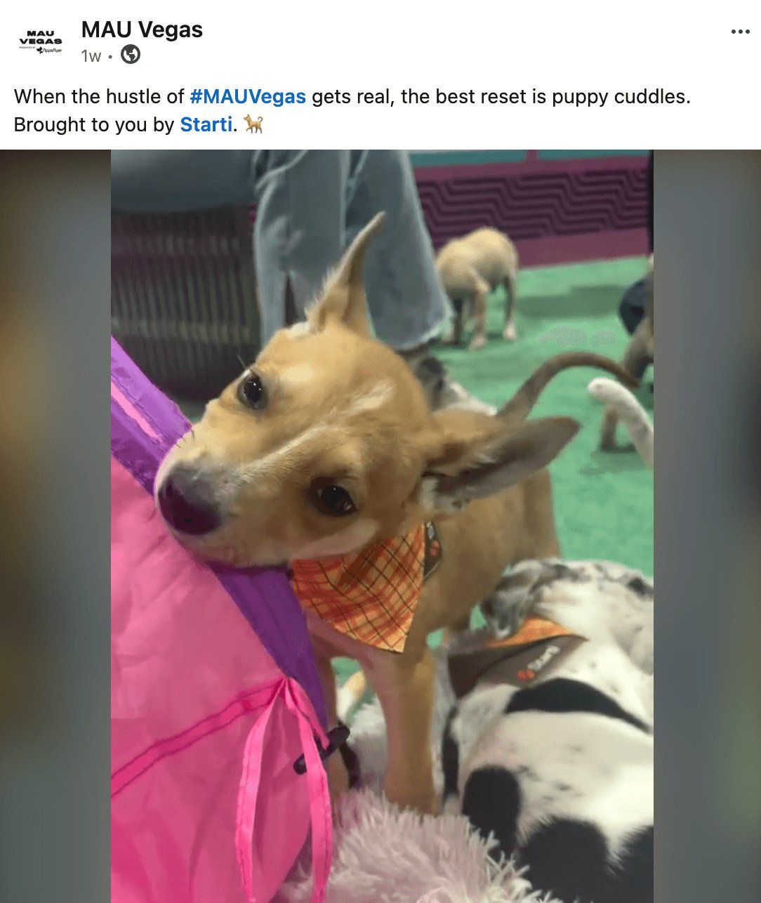 Beyond AI and CTV: The Story Behind Starti's Puppy Park
