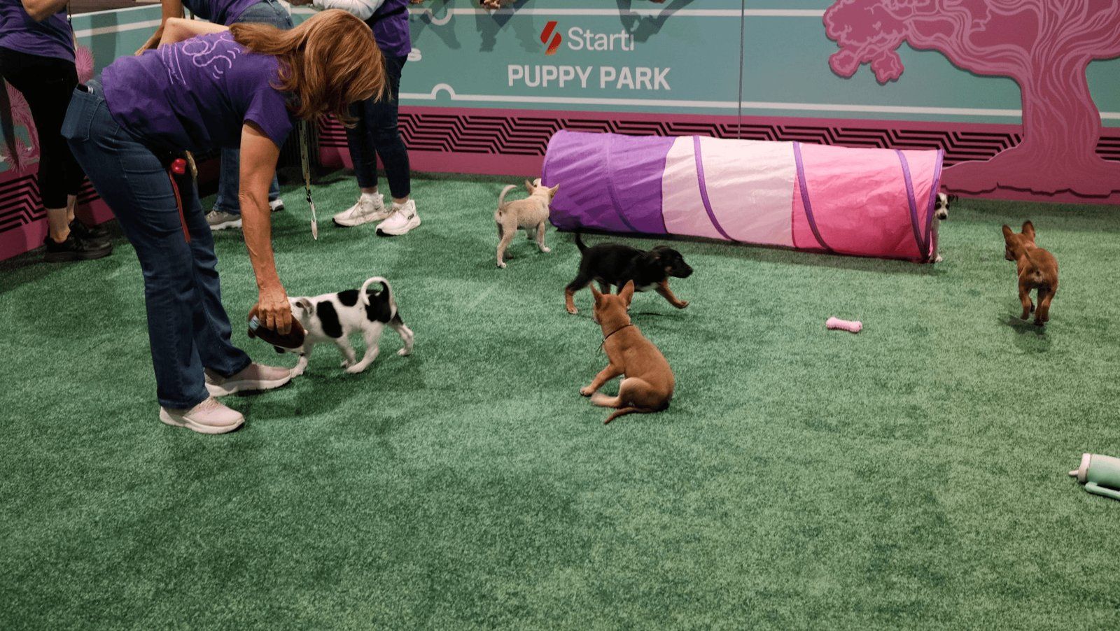 Beyond AI and CTV: The Story Behind Starti's Puppy Park
